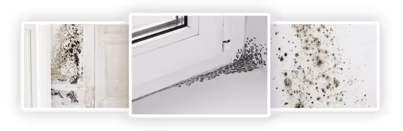 Mold growing on a wall, along a window frame and across a painted surface
